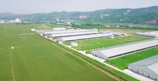 蝌蚪视频在线观看甄选北纬34°｜好牧场，成就新鲜好奶源